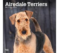 BrownTrout Calendar - Airedale Terrier 2026 - 16-Month, Multilingual - Square Flap