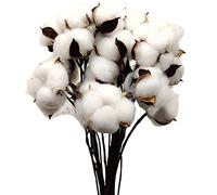 Aisamco 30 Pieces Natural Color Dried Cotton Balls White Cotton Branch Picks with Stick Perfect for Wreaths Home Office Hotle Farmhouse Style Decorations