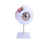 AISITESY 6X Magnified Anatomical Eyeball Model for Science Classroom Study Medical Education Display with Removable Stand