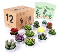 AIXIANG 12 Styles Succulent Candles Gift Set - Cactus Tealights for Home Decor | Housewarming, Bridal Shower, Baby Shower, Wedding, Holiday Gifts (12 Pcs in Gift Box)