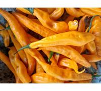 Aji Guyana Chilli Seeds- 10 Fresh Seeds