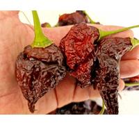 Aji Panca Peru Chilli Seeds - 10 Fresh Seeds