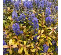 Ajuga 'Feathered Friends Fancy Finch'. Plug Plant x3. Perennial evergreen groundcover for shade gardens and winter colour. Bedwen Plants Online Garden Centre.