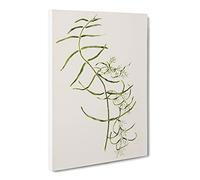 Aka Kiore Parsonsia Rosea Flowers By Sarah Featon Canvas Print | Gallery Wrapped 30mm Frame Wall Art | 24x16 inches | Ready to Hang | Retro Floral Picture | Living Room Bedroom Lounge Office