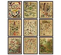 AKBOK Vintage Botanical Poster Set: 9pcs Butterfly & Flower Chart Identification Education Poster, Unframed 8 x 10 Inch, Home & Multiple Rooms Wall Art Decor