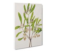 Akeake Flowers By Sarah Featon Vintage Canvas Wall Art Print Ready to Hang, Framed Picture for Living Room Bedroom Home Office Décor, 20x14 Inch (50x35 cm)