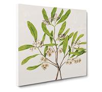 Akeake Flowers by Sarah Featon Vintage Canvas Wall Art Print Ready to Hang, Framed Picture for Living Room Bedroom Home Office Décor, 20x20 Inch (50x50 cm)