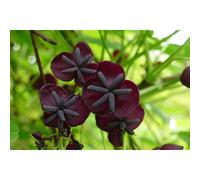 Akeba Quinata Chocolate Vine Climbing Plant 3-4ft Supplied in a 3 Litre Pot
