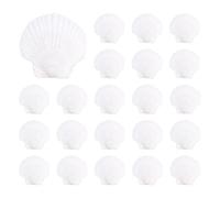 Akfldms 25Pcs Natural Scallop Shell, Special for Handmade DIY Production Handmade DIY Coloring Shell