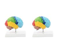 Akfldms 2X Right Hemisphere of Brain Human Body Model Education Brain Model 1:1 for Student Teaching Study Assembling Model