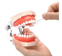 Akfldms Demonstration Teeth Model, Standard Dental Typodont Model, 28Pcs Screw-in Removable Teeth Silica Gel for Practice