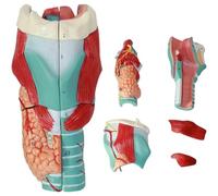 Akfldms for Scientific Teaching Human Laryngeal Joint Simulation Model,Enlarged Medical-Anatomy