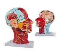 Akfldms Human Anatomy Model of the Head and Neck, Detailed Neurovascular and Muscular Structures, Life-Size 81 Labeled Parts