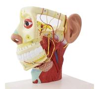 Akfldms Human Head and Neck Nerve Anatomy Model with Skull Base& 12 Pairs of Cranial Nerves- Ideal for Medical Study and Teaching