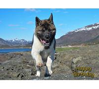 Akita Dog Birthday Card