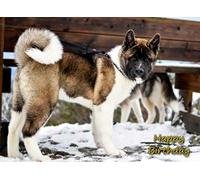Akita Dog Birthday Card