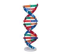 AKLOSIPY Human DNA Model Colorful Double Spiral Assemble Science Educational Teaching Toy for Kids Ages 8-16 - STEM Biology Learning Kit with Labeled Base Pairs, PVC Backbone, Activity &