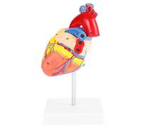 Akozon 1:1 Anatomical Human Life Size Heart Model Medical Cardiovascular 2 Parts for Science Classroom, Cardiology Anatomy Teaching Model