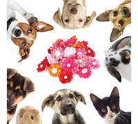 Akozon 30PCS Colorful Pet Dog Hair Bows with Pearl Decor For Puppy Small Cats Grooming, Multifunctional Accessory For Home Use