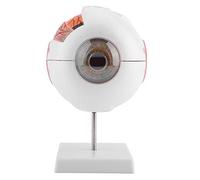 Akozon Eyeball Anatomy Model Magnification 6X Removable Human Eye Eyeball Model for Anatomy Study Teaching