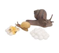 Akozon Snail Growth Cycle Model - Educational Life Cycle Toy for Kids, Vivid Simulation of Snail Development, Eco-Friendly Plastic, Ideal for Miniature Garden Decor