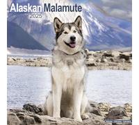 Alaskan Malamute Calendar 2025 Square Dog Breed Wall Calendar - 16 Month 978180