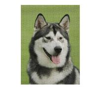 Alaskan Malamute Colourful Jigsaw Puzzle for Adults, 500 PCS