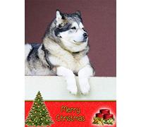 Alaskan Malamute Dog Christmas Card 'Merry Christmas' - Special Dog Pet Xmas Card for Him Her from Pets Kids