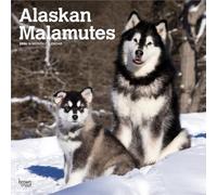 Alaskan Malamutes 2026 - 16-Monatskalender: Original BrownTrout-Kalender [Mehrsprachig] [Kalender]