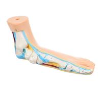 Alasum Human Flat Foot Anatomical Model for Teaching and Educational Use, Realistic Beige Vinyl Foot Model with Muscles and Joints, for Physiology and Medicine Schools