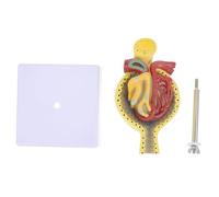 Alasum Human Glomerulus Model Educational and Environmental-friendly with Base Pvc Anatomical Glomerulus Model Tool for Teaching and Display Purposes