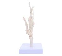 Alasum Human Skeleton Model Pvc White Detachable Joint Simulation Teaching Aid Hand Anatomical Model for Students, Laboratories and Educational Institutions