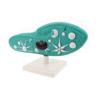 Alasum Paramecium Model with Stand, Protist Structure Biology Learning Aid for Science Class, Microbiology Educational Model for Gcse Biology Experiments and Classroom Teaching