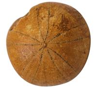 Alasum Sea Urchin Geological Sample for Teaching and Science Education, Simulation Model Realistic Rock Material, for Students and Teachers as Educational Desktop Decor