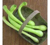 Albenga Trumpet Sugar or Pumpkin (Sement)