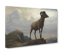 Albert Bierstadt Study of a Bighorn Ram Canvas Print | Gallery Wrapped 30mm Frame Wall Art | 30x20 inches | Ready to Hang | Modern Picture | Living Room Bedroom Lounge Office
