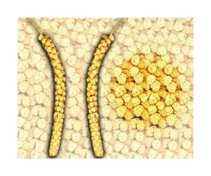 Albert E James Chinese Millet Sprays - 15kg