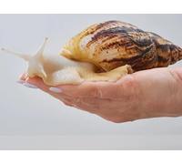 Albino Jade Giant African Land Snail, Achatina fulica, Captive-Bred Juvenile, 3-7cm, Pale Jade Colouring, UK Bred