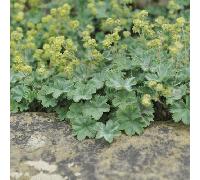 Alchemilla Mollis Lady's Mantle Perennial 9cm, 3 x 9cm Pots