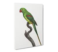 Alexandrine Parakeet By F. Levaillant Canvas Print | Gallery Wrapped 30mm Frame Wall Art | 30x20 inches | Ready to Hang | Retro Bird Picture | Living Room Bedroom Lounge Office