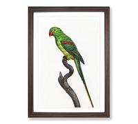Alexandrine Parakeet by F. Levaillant Framed Print | A2 Walnut Framed Wall Art | Ready to Hang | Modern Nature Picture | Living Room Bedroom Lounge Office