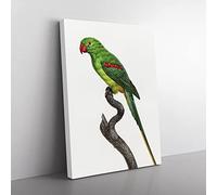 Alexandrine Parakeet By F. Levaillant Vintage Canvas Wall Art Print Ready to Hang, Framed Picture for Living Room Bedroom Home Office Décor, 76x50 cm (30x20 Inch)
