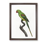 Alexandrine Parakeet By F. Levaillant Vintage Framed Print | A2 Walnut Framed Wall Art | Ready to Hang | Classic Nature Picture | Living Room Bedroom Lounge Office