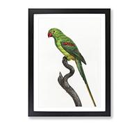 Alexandrine Parakeet By F. Levaillant Vintage Framed Wall Art Print, Ready to Hang Picture for Living Room Bedroom Home Office Décor, Black A4 (34 x 25 cm)