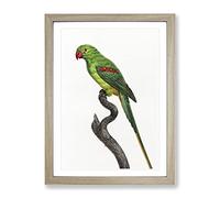 Alexandrine Parakeet By F. Levaillant Vintage Framed Wall Art Print, Ready to Hang Picture for Living Room Bedroom Home Office Décor, Oak A3 (34 x 46 cm)