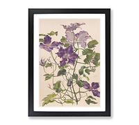 Alice Bailly Large Clematis Flower Classic Painting Framed Wall Art Print, Ready to Hang Picture for Living Room Bedroom Home Office Décor, Black A2 (64 x 46 cm)