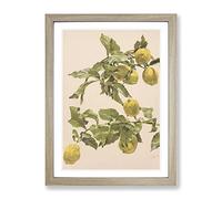 Alice Bailly Lemon Tree Classic Painting Framed Wall Art Print, Ready to Hang Picture for Living Room Bedroom Home Office Décor, Oak A4 (34 x 25 cm)
