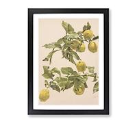 Alice Bailly Lemon Tree Classic Painting Framed Wall Art Print, Ready to Hang Picture for Living Room Bedroom Home Office Décor, Black A2 (64 x 46 cm)