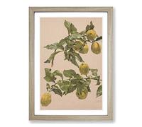 Alice Bailly Lemon Tree Framed Print | A2 Oak Framed Wall Art | Ready to Hang | Modern Floral Picture | Living Room Bedroom Lounge Office
