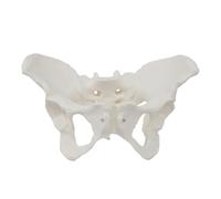Alide Flexible Female Pelvic Model on Elastic, Life-Size Female Pelvic Skeleton Model with Bungee for Science Teaching